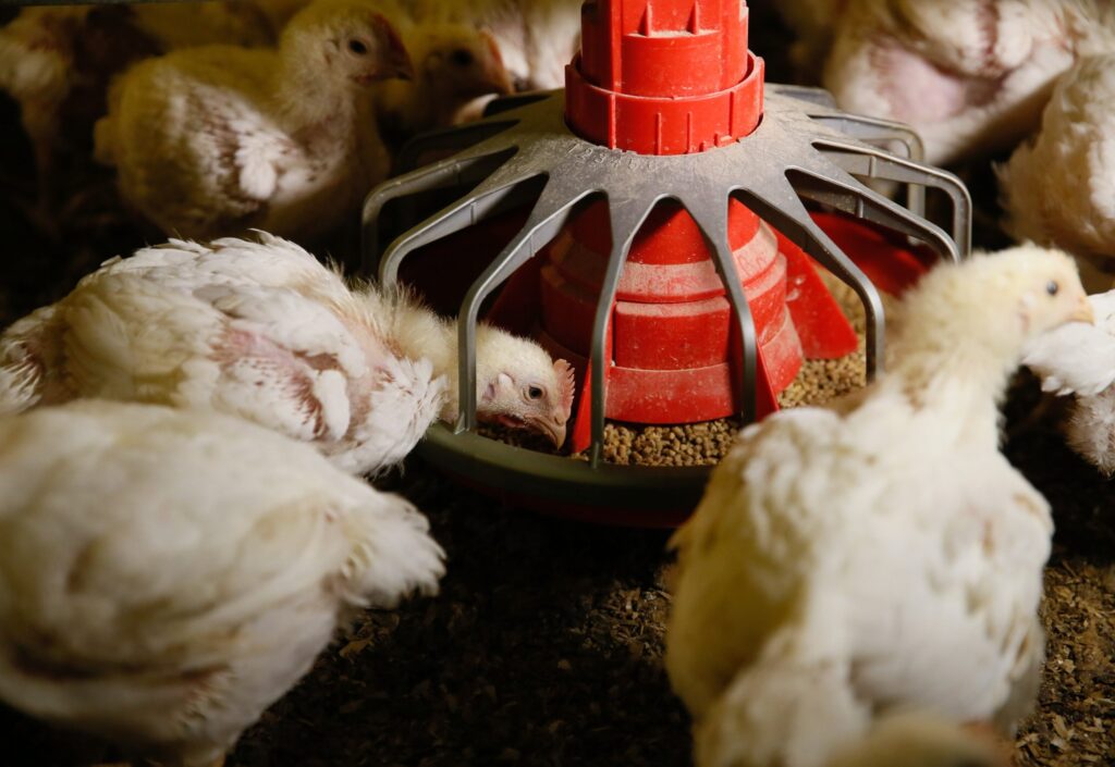 Euractiv Source: Brazil contained bird flu with strict farm checks, swift culling, and strong biosecurity to protect its poultry industry.