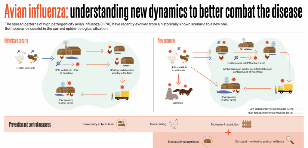 WOAH Source: Avian influenza spreads faster in new scenarios, making strong biosecurity, culling, and constant monitoring vital for control.